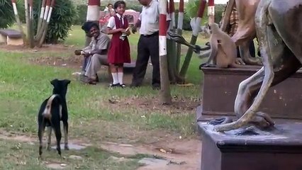 Dog vs Monkey LIVE Animal Instincts