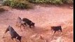 Huge King Cobra Vs a Pack of Domestic Dogs