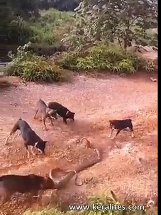 Huge King Cobra Vs a Pack of Domestic Dogs