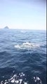 Dolphins seen from the Sea Quest on an Eco Cruise around the Skelligs