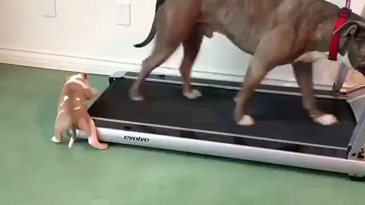 Dog'a excercise