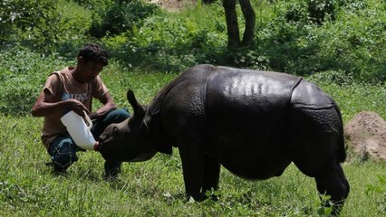 En Inde, de rares rhinocéros sous la menace des braconniers