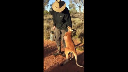 Quand ton kangourou ne veut pas te laisser partir... Aller reste un peu