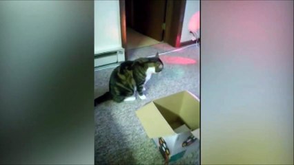 Quand ton chat prèfere la boite plutot que le jouet