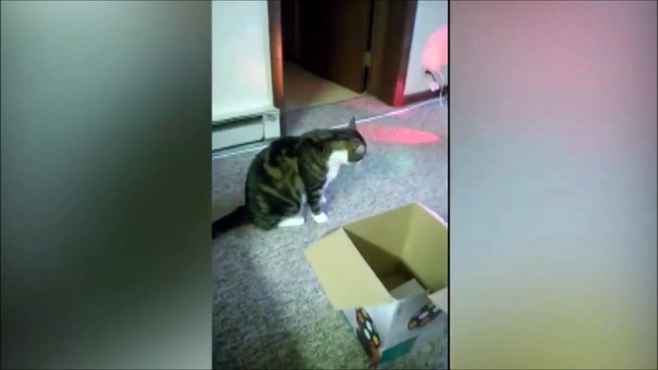 Quand ton chat prèfere la boite plutot que le jouet
