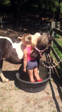 Je te gratte le dos si tu me grattes le dos. Fillette VS poney