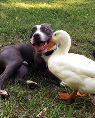 Ce canard vient embeter un pitbull et mettre son bec dans sa bouche