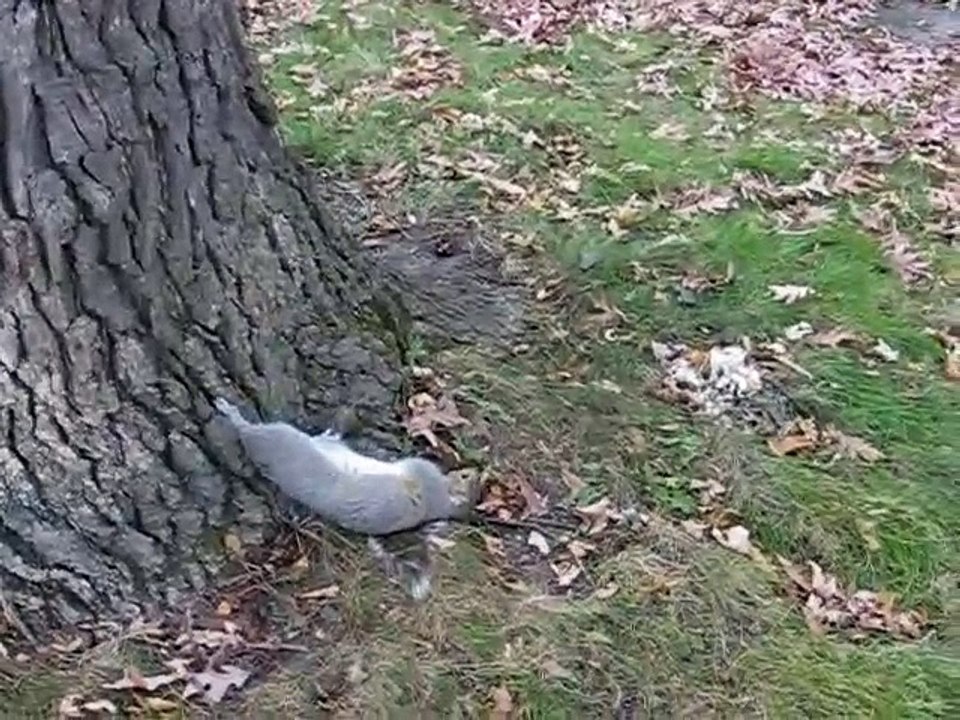 Un écureuil bourré après avoir mangé des fruits fermentés!