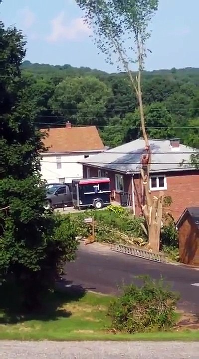Il coupe un arbre et c'est le drame : chute énorme!