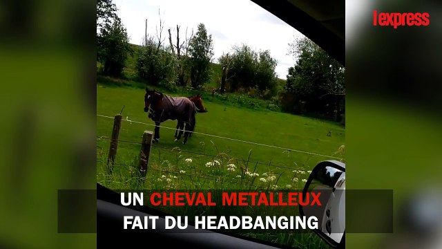 Un cheval metalleux fait du headbanging