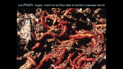 Formation MSV M Bouché 03/2016 - Partie 1 Historique des vers de terre