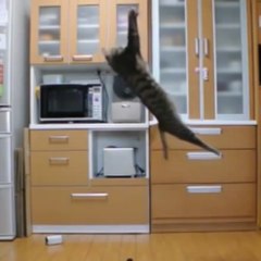 Ce chat ferait un bon gardien de but !