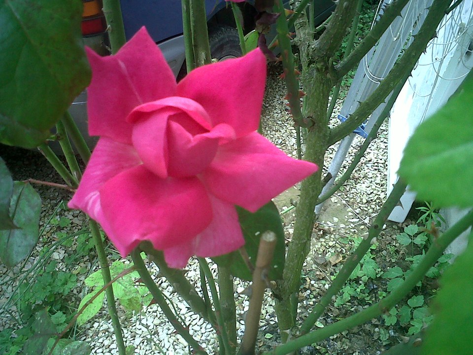 Roses de la vie (Pierrre de Ronsard)