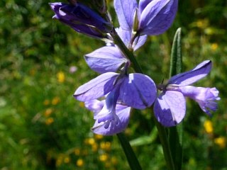 Polygale des terrains calcaires