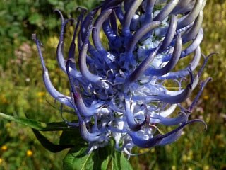 Raiponce des Pyrénées