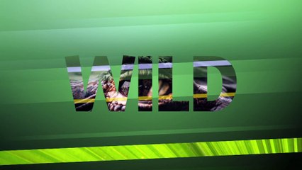 le nouveau membre de la meute des hyènes