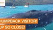 Friendly Humpback Whale Greets Jetski Riders