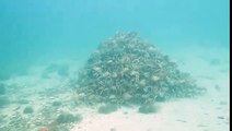 Spider Crabs Creating A Moving Mound For Migration