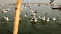 Migratory birds flock in The Ganges  Varanasi
