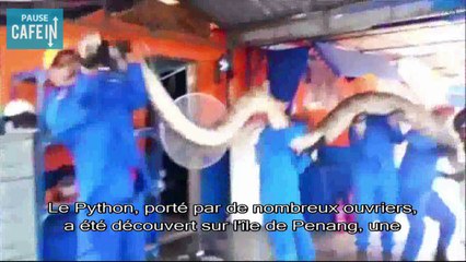 Le plus grand Python du monde mesure 8 mètres