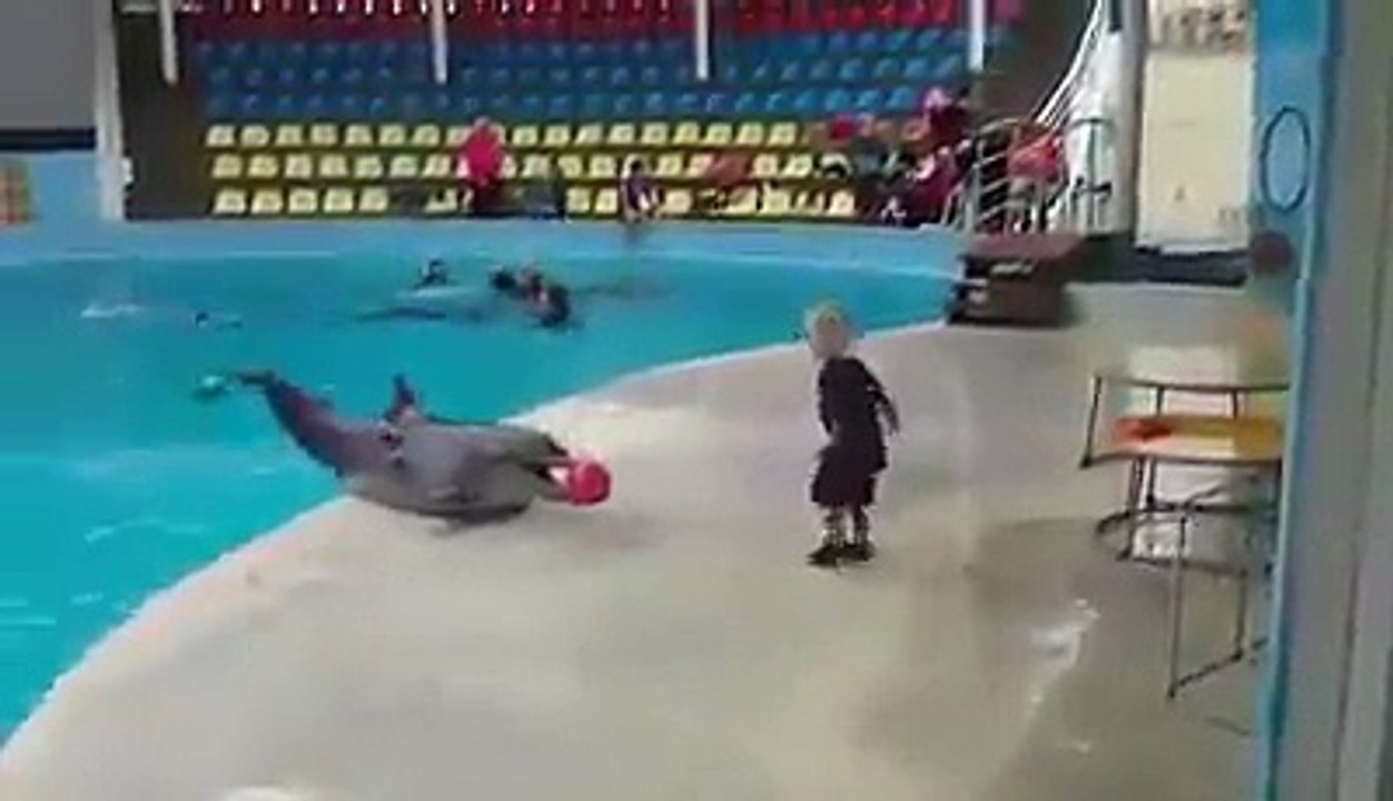 Dolphin playing with the kid. Beautiful video
