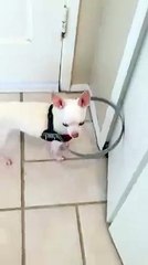 Görme Engelli Köpek