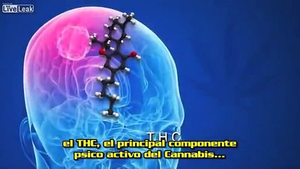 La marihuana lleva a las células cancerígenas al suicidio