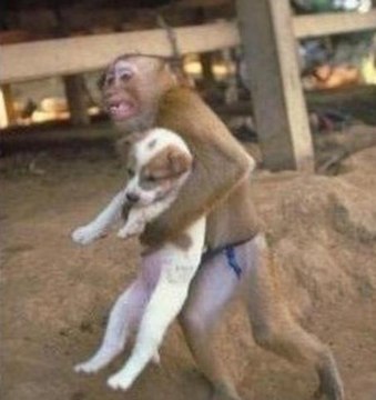 TOP 10 Animaux 'HEROS' qui ont Sauvé des VIES !!! INCROYABLE Animaux au COURAGE EXTRAORDINAIRE !