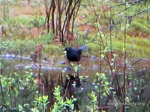 Rusty Blackbirds in the Adirondacks, May 26, 2014.