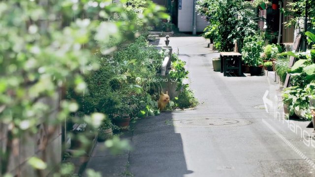 Pokémon GO : le jeu de Nintendo qui rend fou