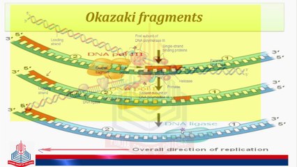Okazaki Fragments