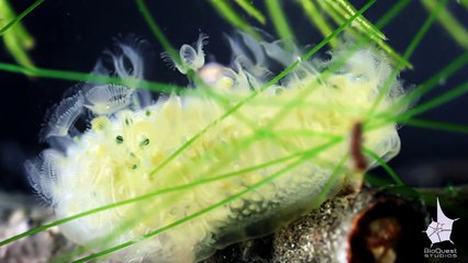 PR Mini Star Major Ruse