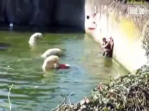 Une femme tombe dans l'enclôt des ours blancs