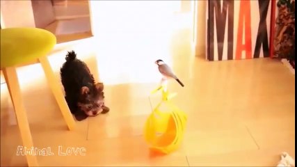 Un yorkshire terrier devient ami avec un oiseau