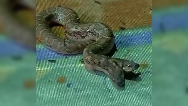 Un serpent bicéphale repéré dans un zoo en Inde