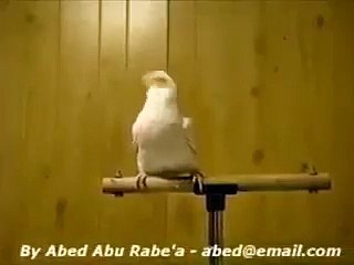 Plus drôle que ce perroquet ,vous allez mourir !