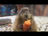Slow Motion Video of Squirrels Eating Carrots