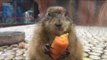 Slow Motion Video of Squirrels Eating Carrots