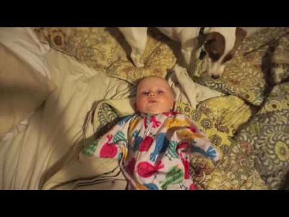 Jack Russell Terrier Loves Licking Baby's Face