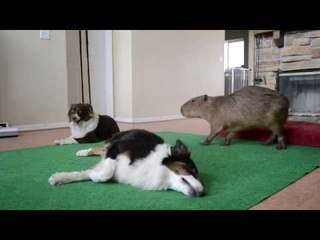 Silly Sheepdog Rolls Around as Capybara Watches