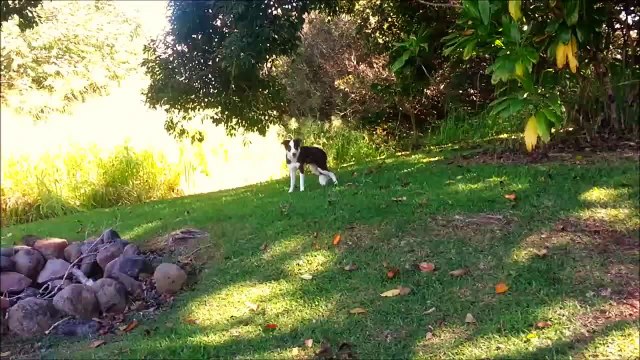 Un chien totalement défoncé après avoir mangé des champignons hallucinogènes