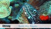World’s Best Diving: Buddy Dive Bonaire and Dominica Madness