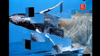 ( عجائب وغرائب (هل تعلم  ESTFED