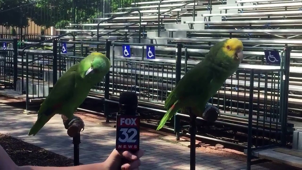 2 perroquets se mettent à chanter La cucaracha! Dingue