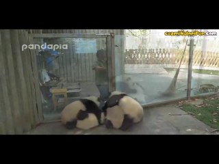 Bu Dünyaya Gevşeklik Yapmak İçin Gelmiş Olan Pandalar