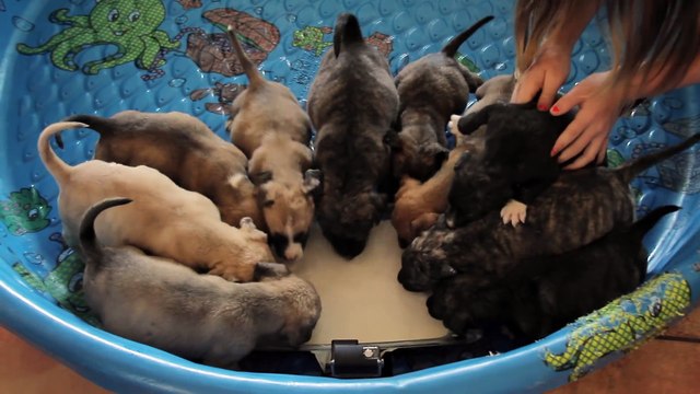 10 Puppies Orphaned After Losing Mom Are Hand-Raised by Rescuers !