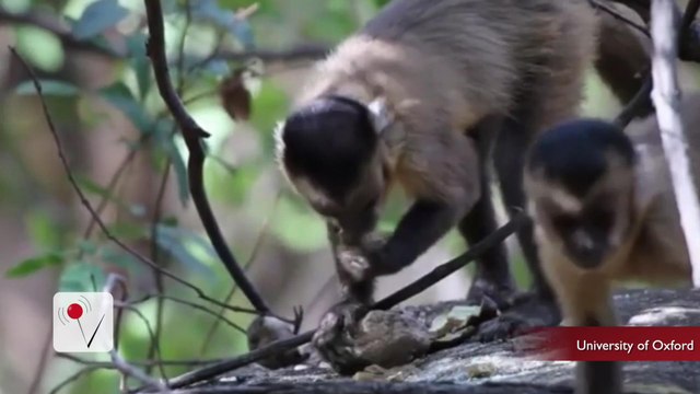 Scientists Unearth 700-Year-Old Stone Tools Used By Monkeys