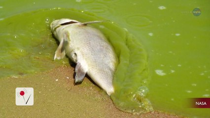Enormous Toxic Florida Algae Bloom Can Now be Seen From Space