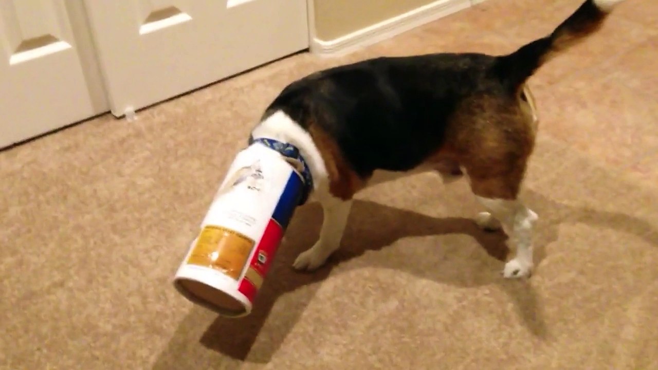 Beagle Gets Head Stuck In Oatmeal Cannister