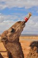 funny camel drinking pepsi